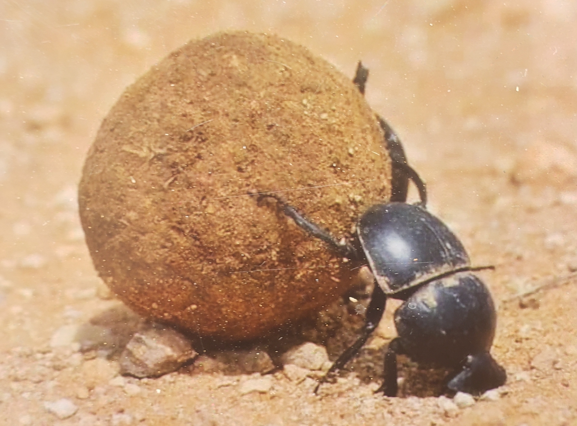 https://commons.wikimedia.org/wiki/File:Dung_beetle_1.jpg